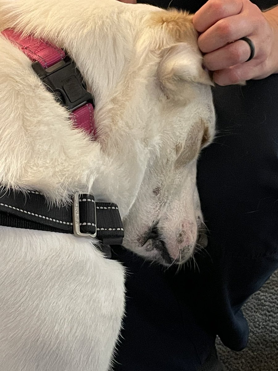 <a href="/PiperServiceDog/">Service Dog Piper</a> with a friend at work.  This picture speaks volumes of her love and support        

#OfficerWellness
#mindfulness
#resiliency
#optimism
#rescuedog #dogs
#servicedogs 
#dogsoftwitter