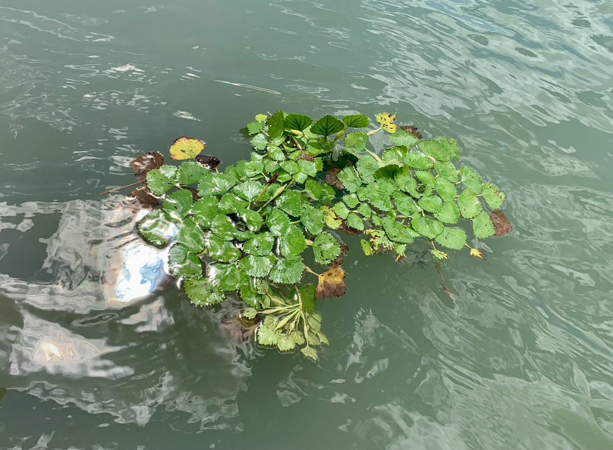 ArmyERDC's tweet photo. Protecting our nation's waters is an important part of our mission. We're proud to work with the @USACE_NY and other partners to improve water quality at Lake Champlain. @lakechamp https://t.co/9Sqa5r6zYY