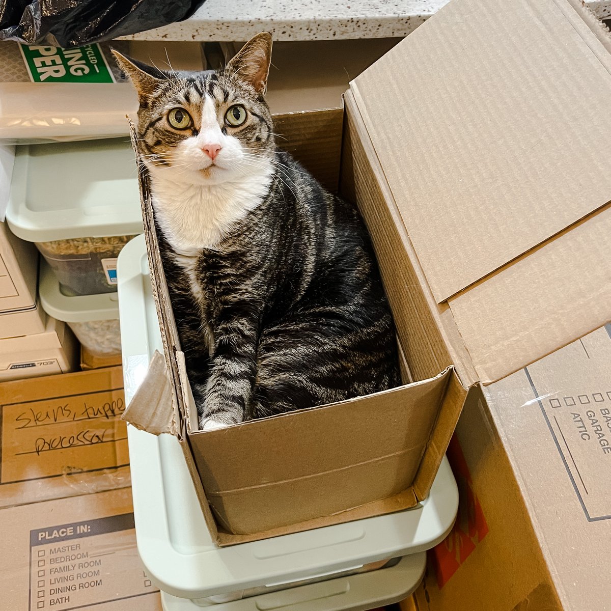 kinglouis_xvii's tweet image. Since we're about to move ourselves, it felt like the perfect time to re-share my guide to moving house with cats!

SEE MORE: catsandcoffee.me/advice-for-mov…

#movingtips #movingdaytips #movingwithcats #catmomlife