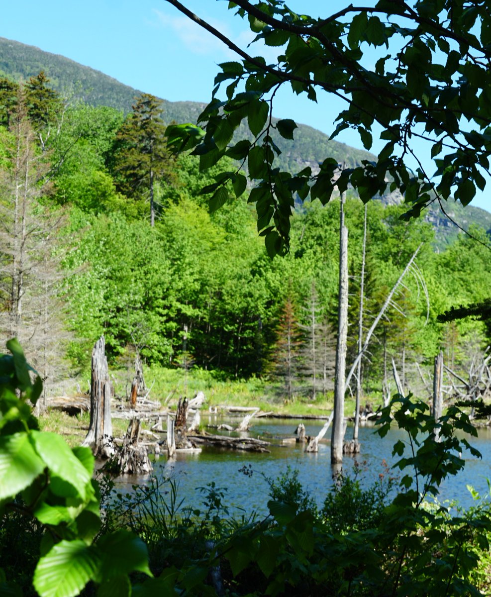 gostowe's tweet photo. View of the Week: can you name this location in Stowe with an accessible boardwalk and stunning views of cliffs and beaver-built wetlands? π (PC, Sharon Harper) #stowescenes #summerinstowe #gostowe #summerinvt #thisisvt #viewoftheweek https://t.co/IYAjUudeKG
