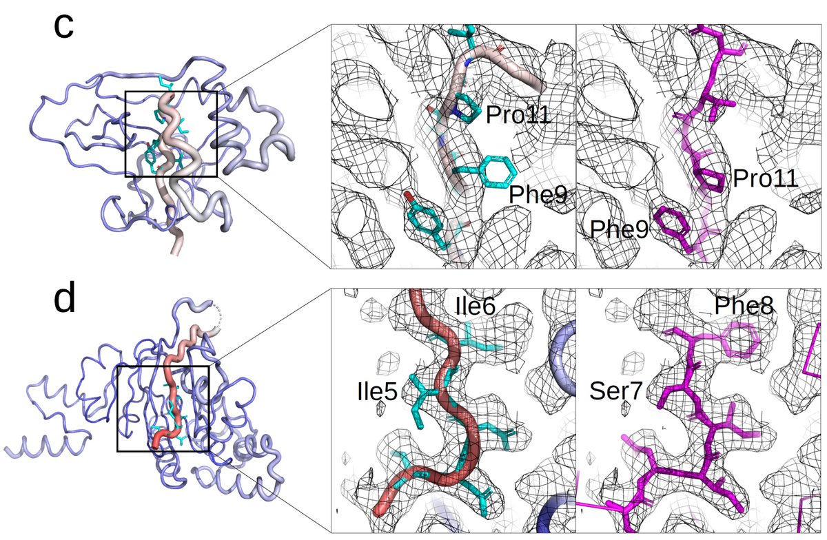 kiharalab's tweet photo. Our paper out from Nature Methods! Residue-wise local quality estimation for protein models from cryo-EM maps" by @GTerashi @XiaoWangzyy @tesmer_john @sai_ragh4. &amp; Kihara. DAQ identifies potential wrong regions in protein models using deep learning.
https://t.co/5CUC1nshKb https://t.co/8apy0SwayF