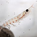 Image for the Tweet beginning: Krill form the basis of