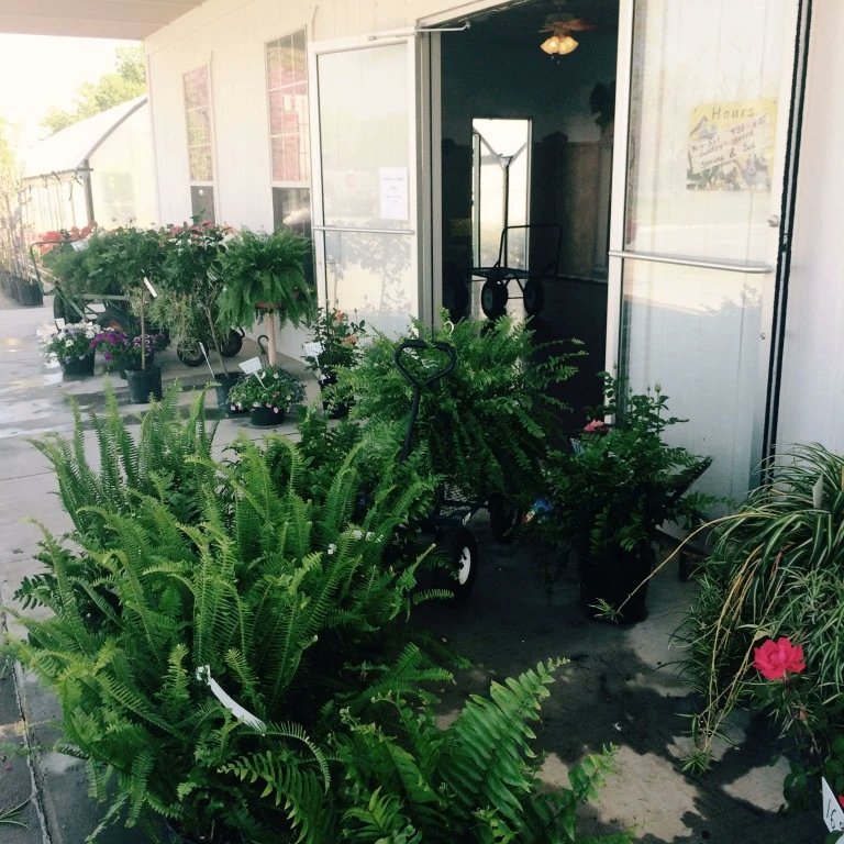 I posted a quick little story about gardening indecision &amp; social awkwardness. Let me know if you can relate! 😅🌱 #lazyw #oklahoma #ontheblog #gardening
lazywmarie.com/end-of-season-…