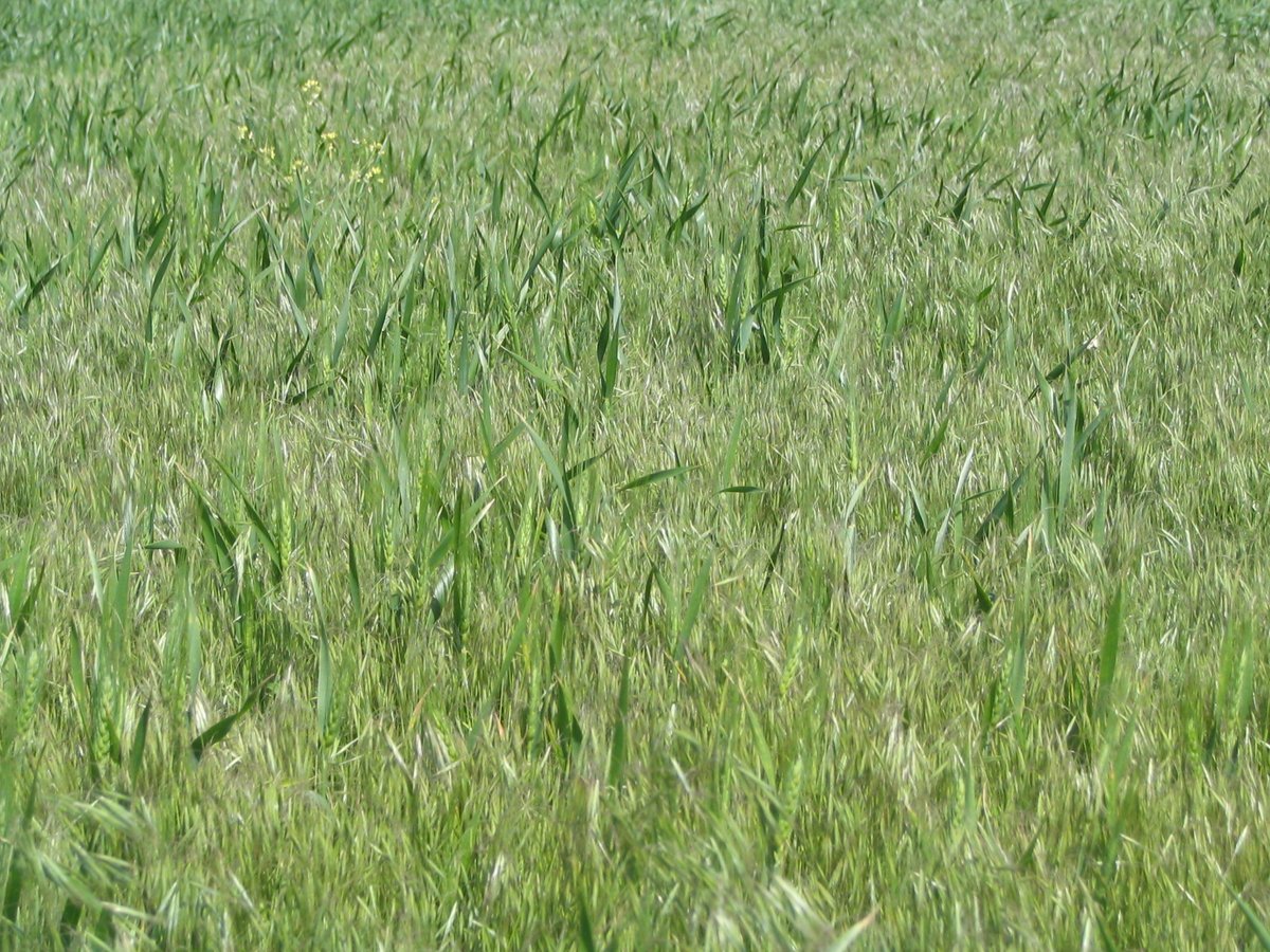 WSUSmallGrains's tweet image. Have you noticed that wheat fields throughout Eastern Washington are full of #DownyBome or #ItalianRyegrass? In our latest #TimelyTopic, @WSUweeds &amp;amp; Dr. Ian Burke are asking for samples from your field to help us figure this out 👇🌾#GoCougs #WSU 
smallgrains.wsu.edu/is-that-wheat-…