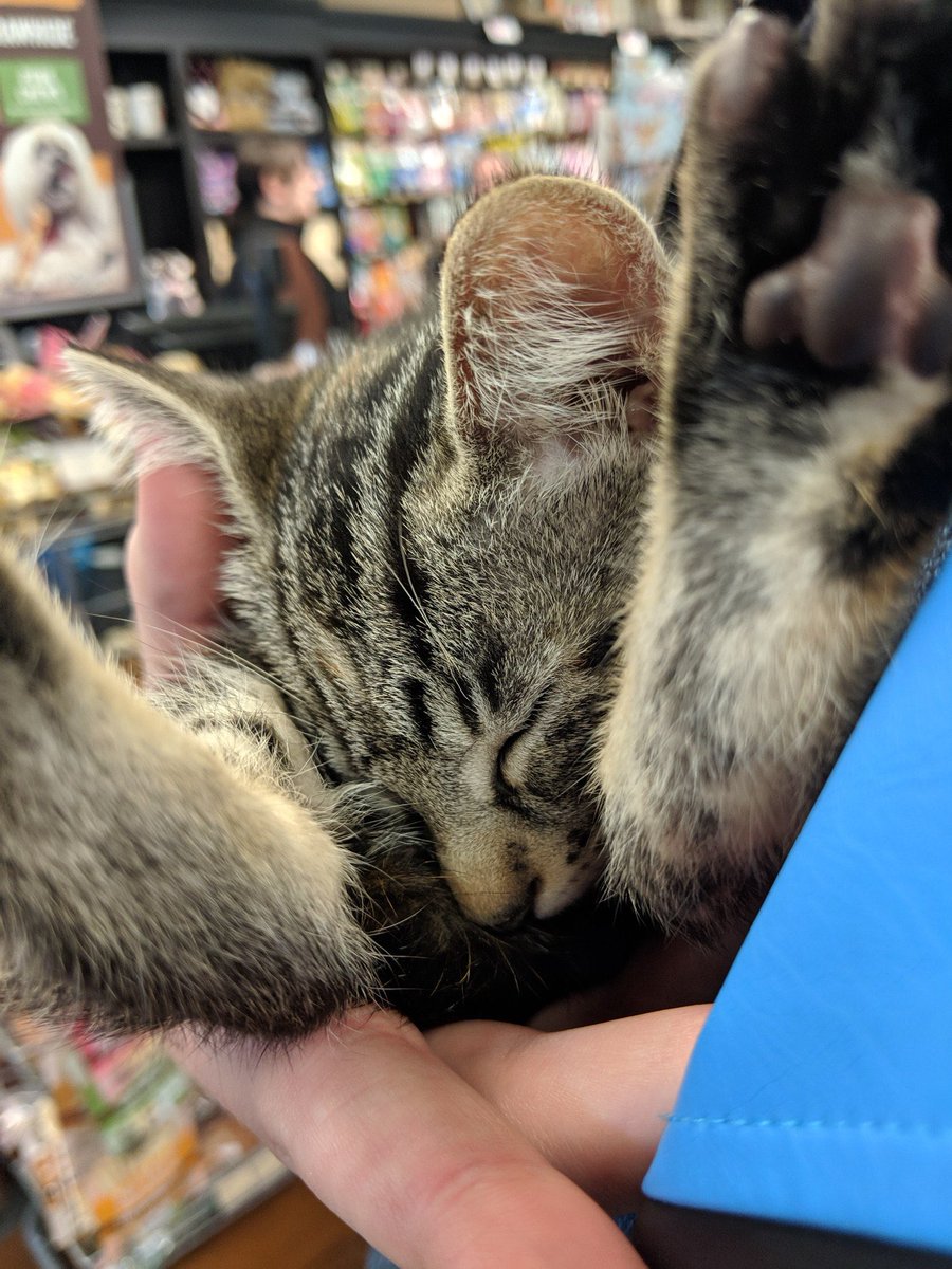 Jedka's tweet photo. @JustinMcElroy Bean just folded herself completely in half while I was holding her, and we knew we had to bring her home. We weren’t even there to adopt a cat. https://t.co/BEceilVLMy
