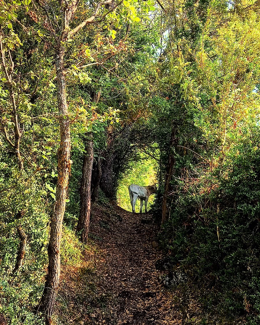 Guillem Carol tweet media