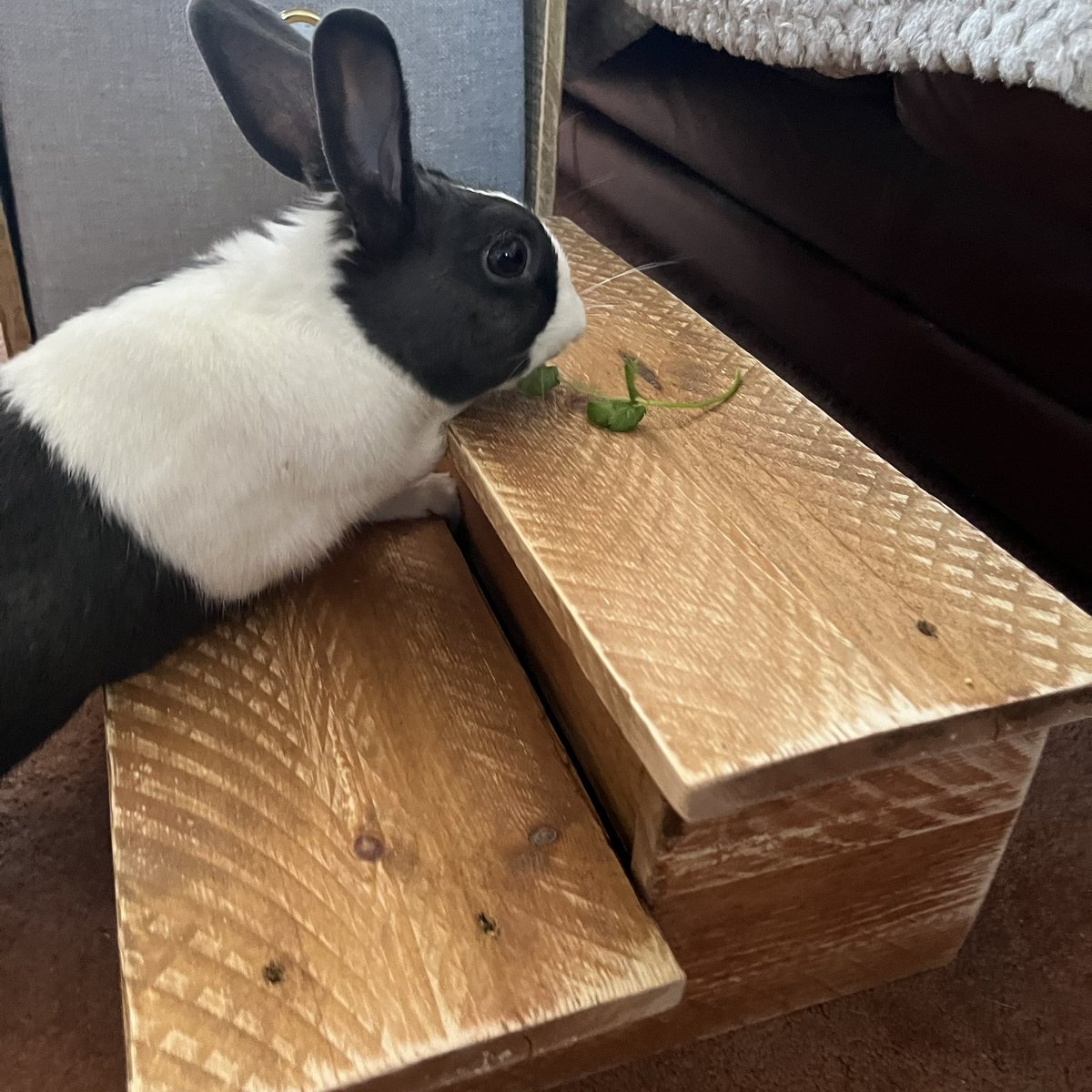 StepsForPets1's tweet photo. Wilfred the rabbit enjoy some Coriander on his new steps 🌿 🐇  #reclaimedwood #upcycledadvertising #salvagedwoodstyle #upcycled #dogsteps #cats #dogs #homedecor #etsy #reclaimedstyle #sustainable #handmade #handmadewithlove #petstep #stepsforpets #rabbit https://t.co/wCIAoSrOkg