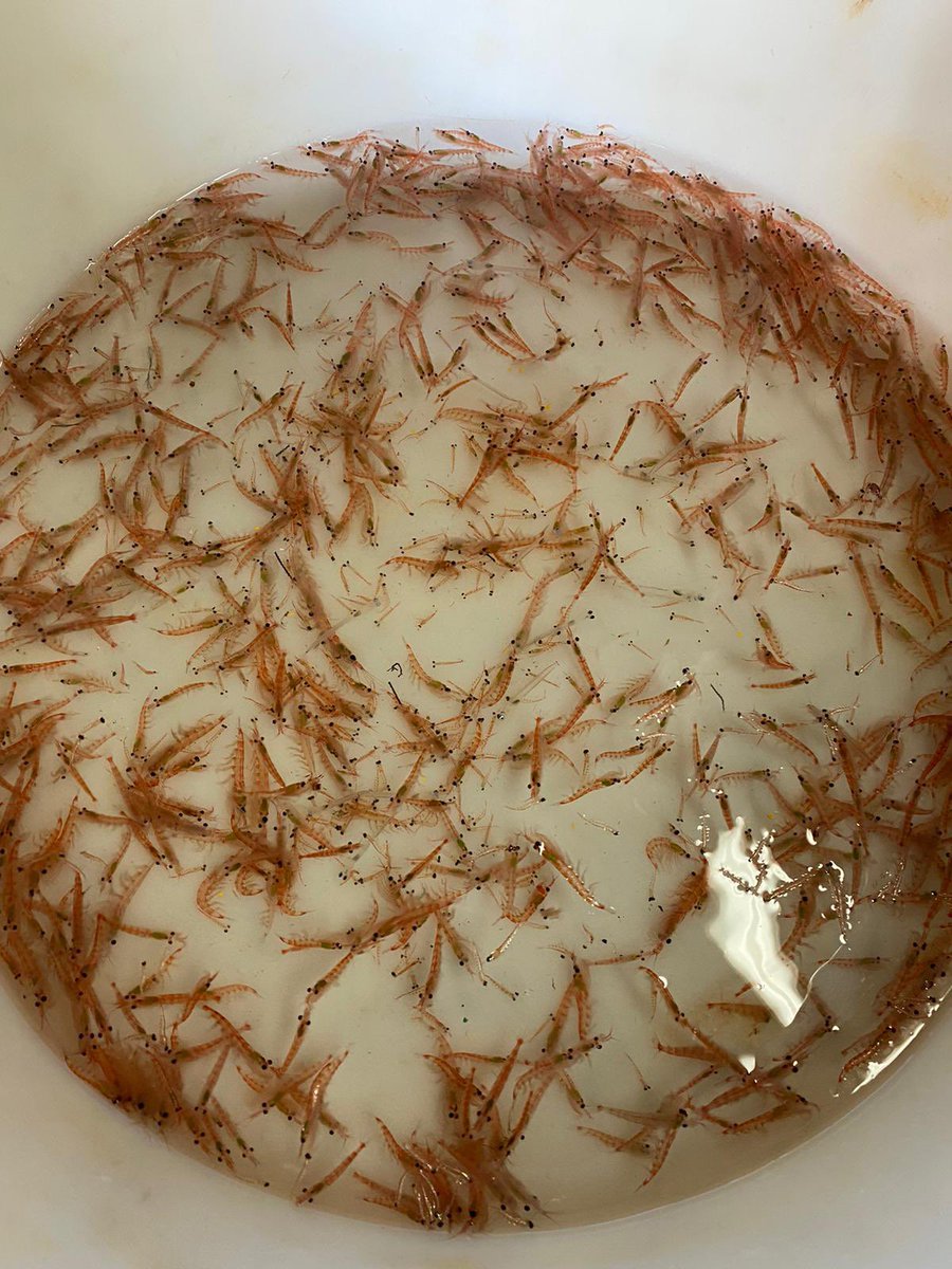 The only krill photo on this phyto-person’s phone. Happy #WorldKrillDay to all the zoo-people!!