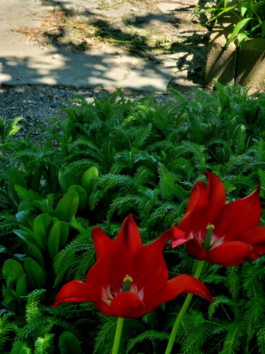 IUPAdmissions's tweet photo. As seen at #IUP π Ready to bloom? #Campus #CampusLife #College #CollegeLife #IUPProud #IUPBound #CollegBound #flowers https://t.co/LeGEQrD6lF
