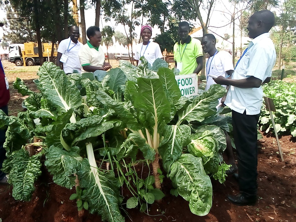 NARO_MUZARDI tweet media