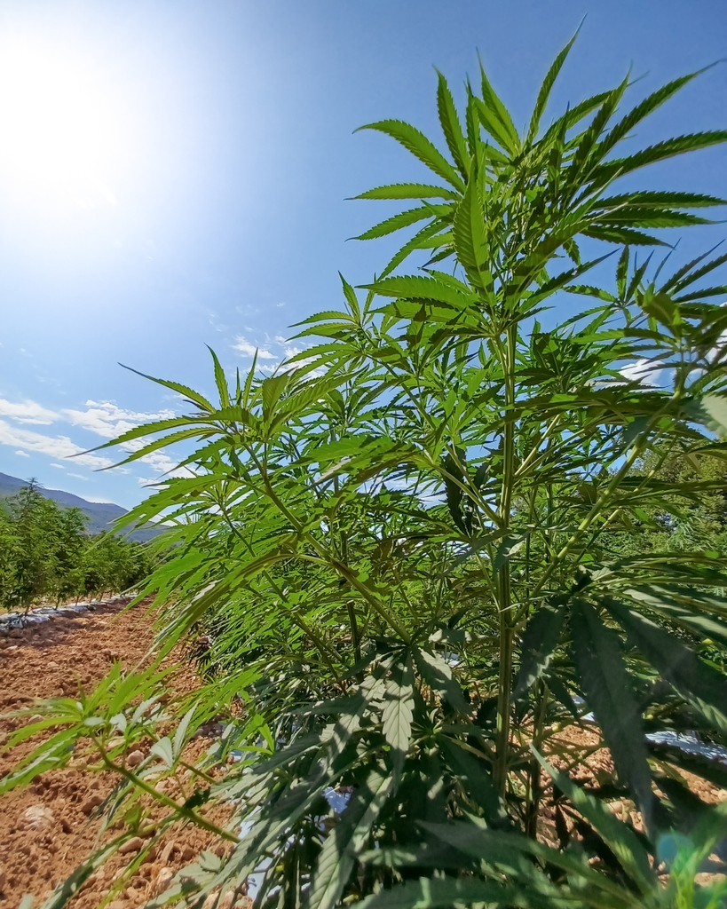 👩🏽‍🌾 Nuestro precio ético parte de la semilla. Ella es Enectaliana, una de nuestras genéticas propias, la 1a genética de extracción europea. Conoce + sobre nuestras semillas👉🏻 enecta.es/pages/semillas…

#enecta #enectaliana #enectarol #cbd #cbg #cultivo #cáñamo #precioetico #cannabis