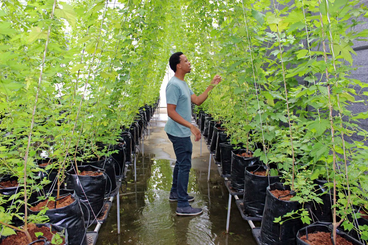 goodbeerhunting's tweet image. In Johannesburg, South Africa, @KhayaMaloney has created a flourishing hop farm in Constitution Hill, a prison that once held both Nelson and Winnie Mandela. @LucyCorne has the story: bit.ly/37faec0