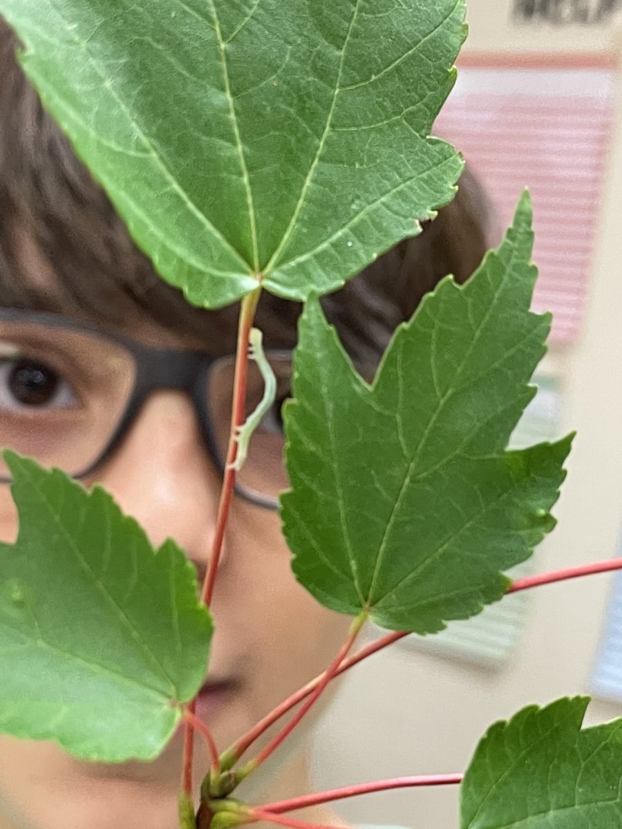 Our 6th grade science teachers created an awesome tree leaf lab for their students using leaves from around the CHMS campus! <a href="/tnforestry/">TN Forestry Assn.</a> <a href="/jhunt131/">Jacob Hunt</a> <a href="/MsRenfroe_CHMS/">Stephanie Renfroe</a> <a href="/chmharveysci/">Ashely Harvey</a> #STEAMatCHMS #WeAreChristiana #CougarNation #GoCougars💛🖤
