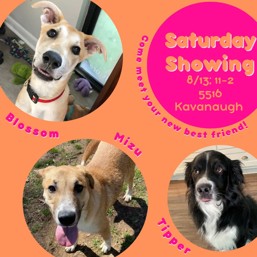 Visit careforanimals.org to learn more about our adoptable pets and submit an application for adoption. Head out to the Heights this Saturday to meet these three cuties!
