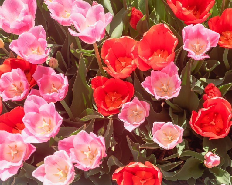 JennaM_Photo's tweet photo. I have a love-hate relationship with this photo. I think it's the composition, but I like the colors... maybe if I made it more dream-like? I don't know. What do you think?

#lovehaterelationship #dreamyphotos #floralphotos #floralphotography #floralphotoprints #kyphotography #ky https://t.co/NROPO3ebMX