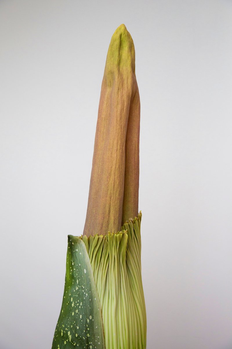 WSUVancouver's tweet photo. We are so excited for Titan VanCoug to bloom again!
We will be allowing the general public to view the corpse flower the day of bloom. Stay tuned—estimated bloom date is between Aug. 11 and 25. 
https://t.co/riSU6eJH9C
#WSUVancouver #GoVanCougs #TitanVanCoug https://t.co/aaRumNwFmK