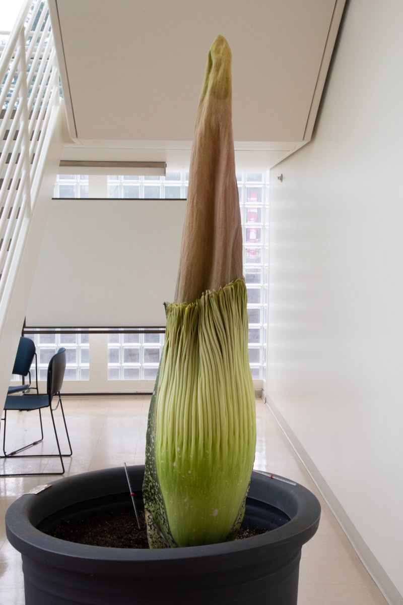 WSUVancouver's tweet photo. We are so excited for Titan VanCoug to bloom again!
We will be allowing the general public to view the corpse flower the day of bloom. Stay tuned—estimated bloom date is between Aug. 11 and 25. 
https://t.co/riSU6eJH9C
#WSUVancouver #GoVanCougs #TitanVanCoug https://t.co/aaRumNwFmK