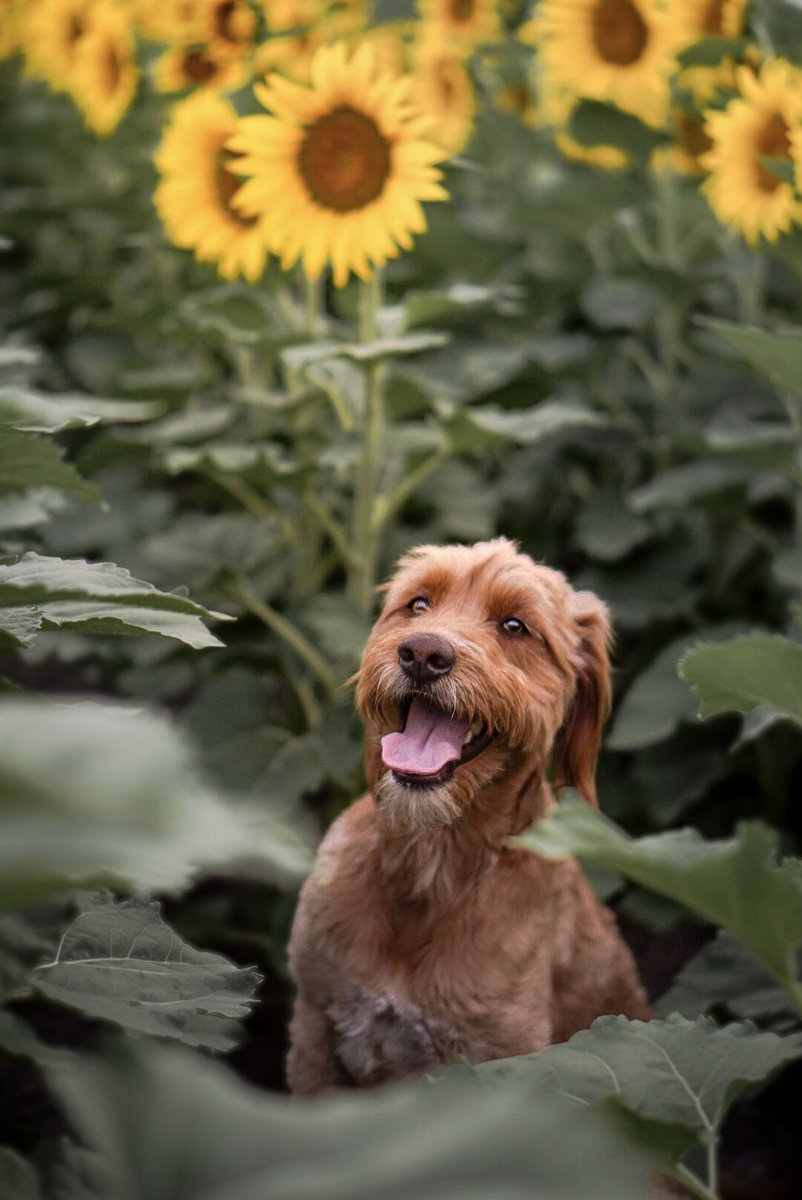 Because Instagram wouldn’t let me post the full photo 😤🌻 
#sunflowerfield #Sunflowers #dogsoftwitter