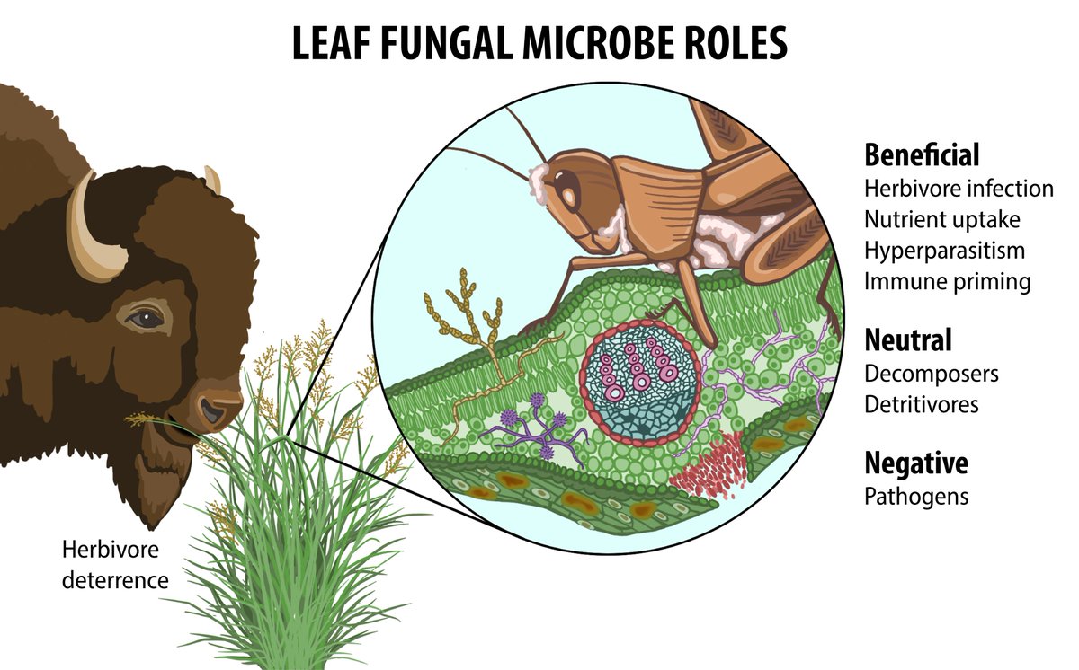 Acer VanWallendael (@acer_aceae) on Twitter photo Our study on ecological change in the leaf microbiome is out in <a href="/PLOSBiology/">PLOS Biology</a>! journals.plos.org/plosbiology/ar…
Plant leaves contain an ecosystem of microbes that can help or hurt their host. Fungi are essential, but it's tough to study their changes in the wild.
Image: Chelsea Mamott Our study on ecological change in the leaf microbiome is out in <a href="/PLOSBiology/">PLOS Biology</a>! journals.plos.org/plosbiology/ar…
Plant leaves contain an ecosystem of microbes that can help or hurt their host. Fungi are essential, but it's tough to study their changes in the wild.
Image: Chelsea Mamott