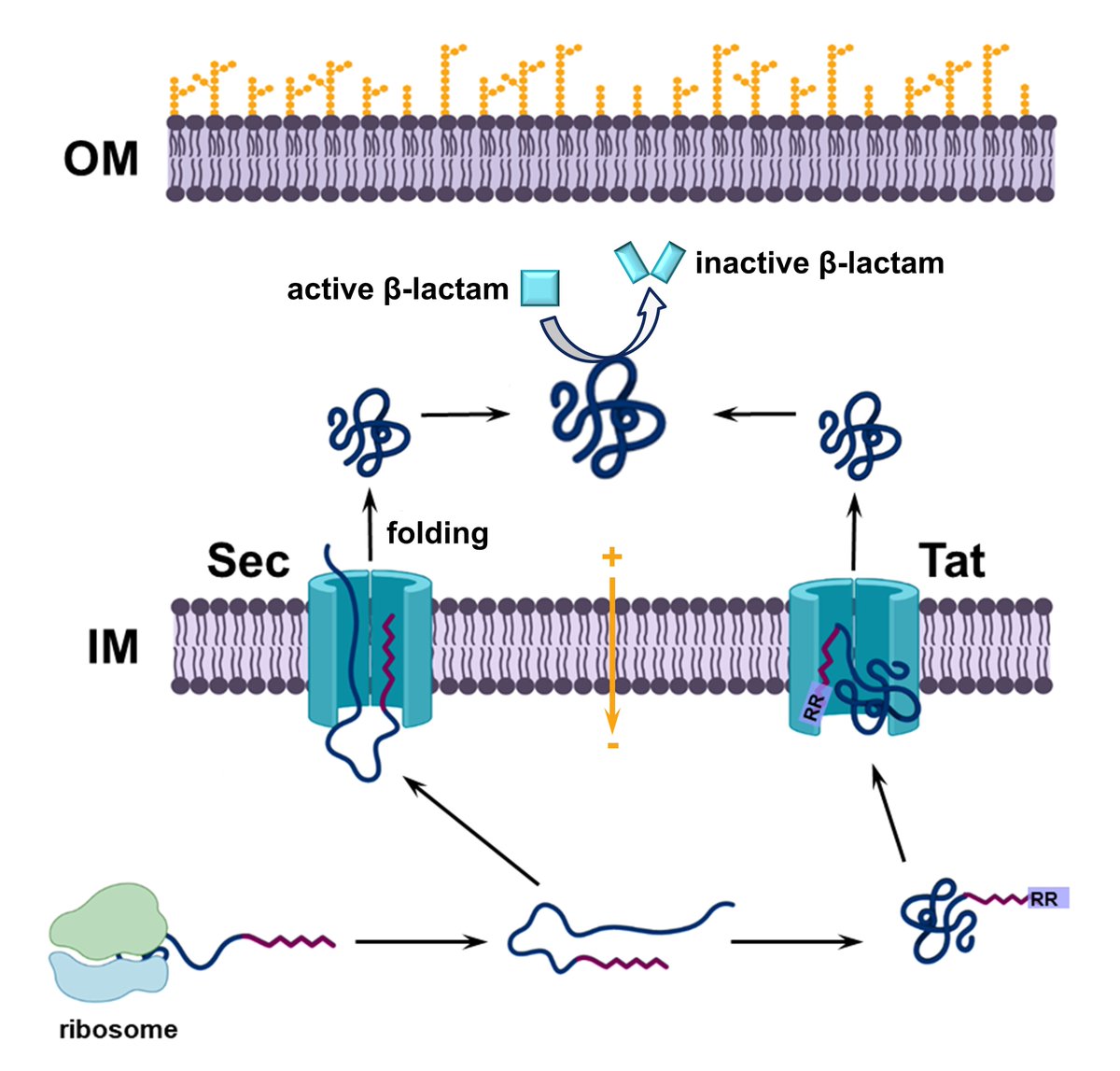 Very happy to see this out in <a href="/MicrobioSoc/">Microbiology Society</a> as part of their review collection on Bacterial Cell Envelopes. I bet you have all heard about the TEM #betalactamase, but do you know how complex is the biogenesis of these #AMR proteins? Find our more here: microbiologyresearch.org/content/journa…