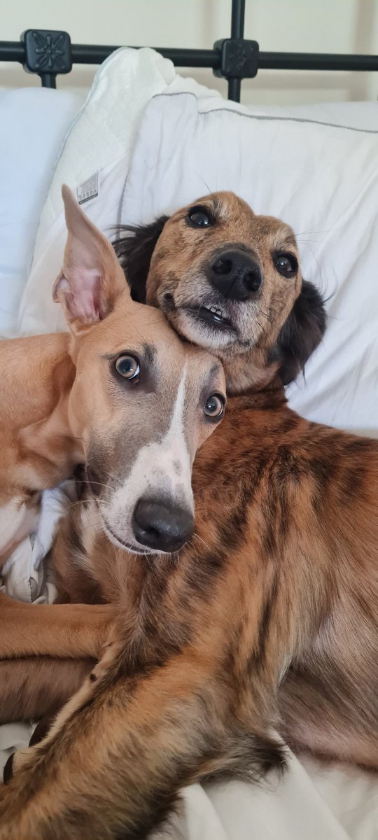Ermm... do you mind? Give us some privacy here please! 
#whippet #lurcher #dogsoftwitter #sighthound
