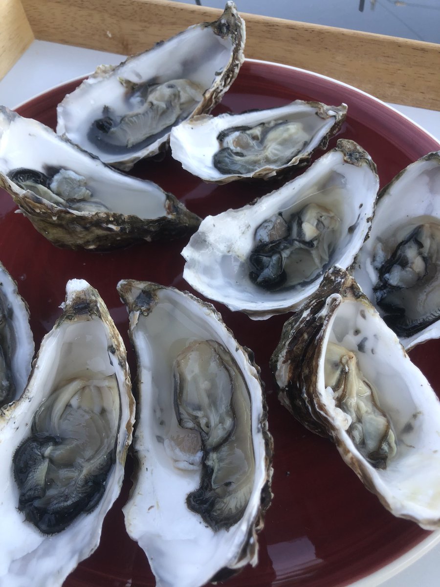 Food_A4thought's tweet photo. Freshly harvested Breton Oysters to start this evening 🦪 😋😋

#Oysters #BretonOysters #FreshShellfish #Seafood #Brittany #LocalProduce #Muscadet https://t.co/1MTab6TfcQ