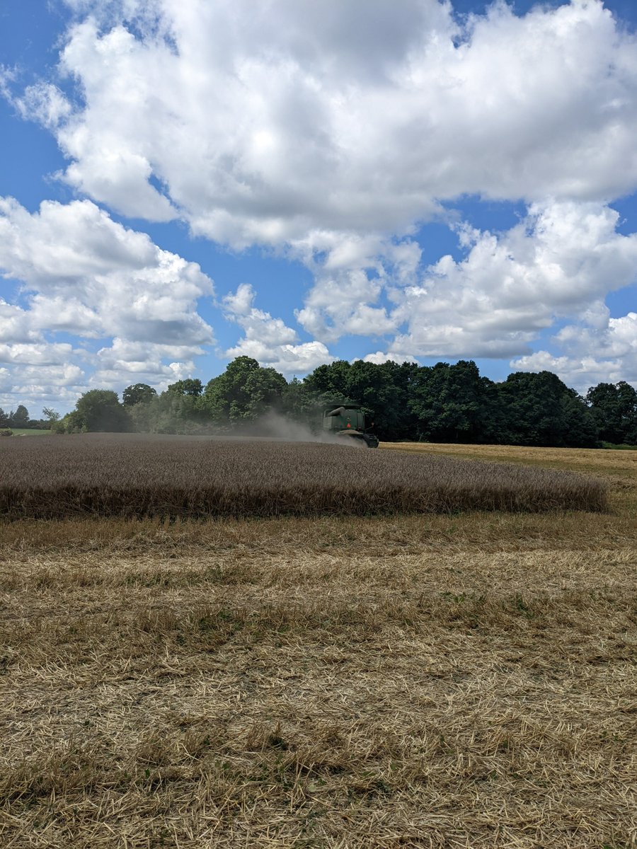 thewheatteam's tweet photo. @WheatTeam_Tim and I had a good boss checking our numbers today to make sure this wheat plot checks out.  Good yields! #SeriousWheat #HRW #SRW Thanks @NWCoop for the weigh wagon use! https://t.co/0yVzxl5Mxh