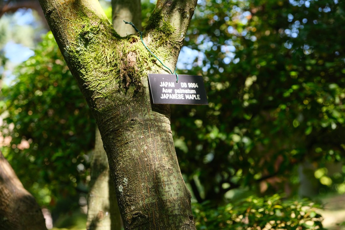 Japanese Garden 🇯🇵 Tatton Hall, Knutsford, England