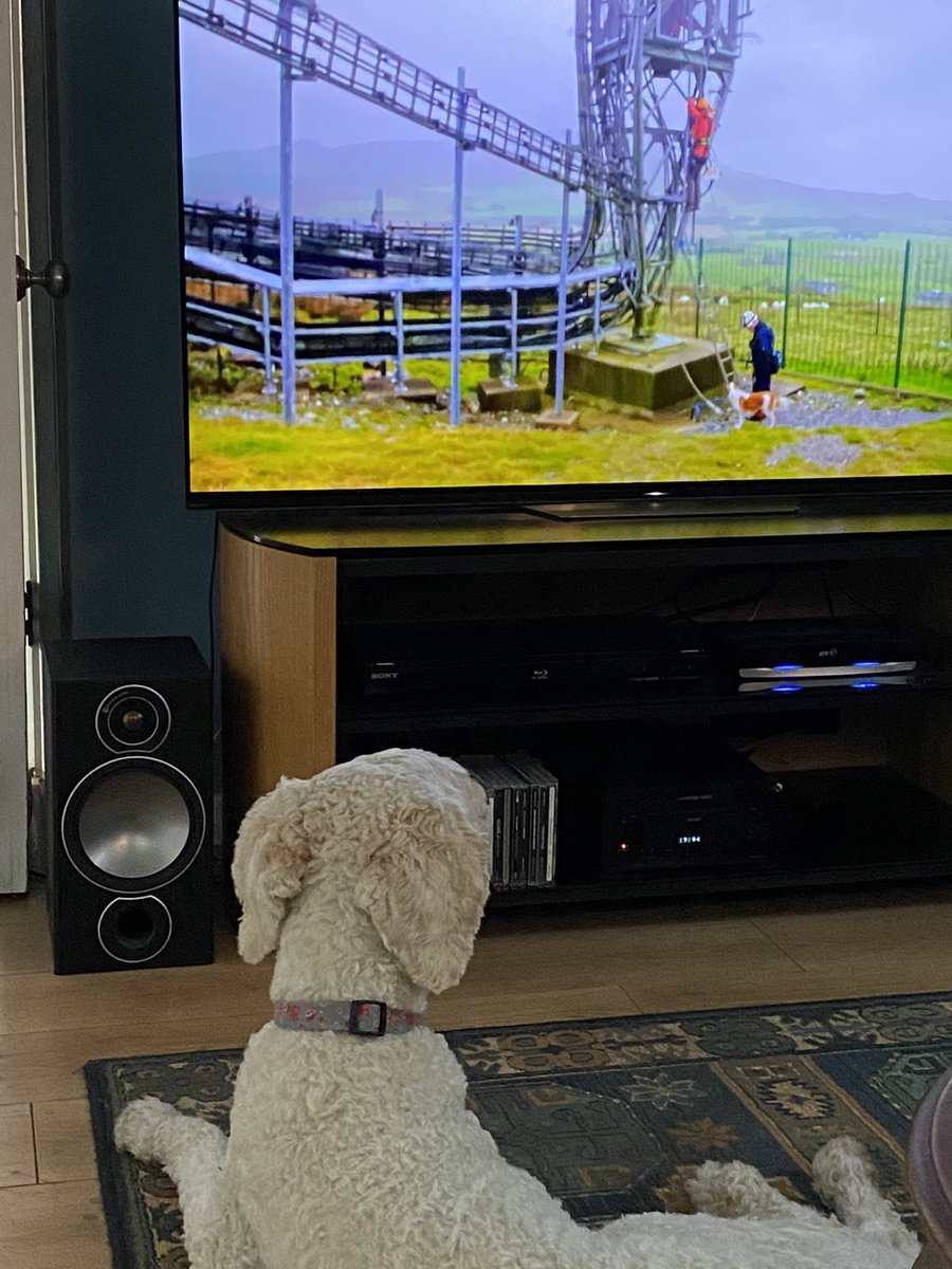 AllisonVesey's tweet photo. #katehumble Polly and I really enjoying your programme on #bbconewales. She’s a little worried about you. https://t.co/oZ70mrDeCA