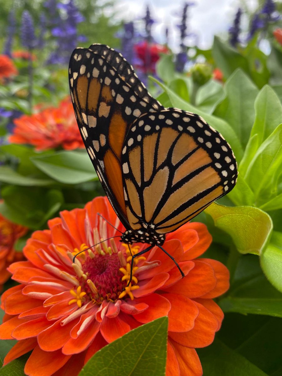 Come hang out with us at Rattray Marsh this Saturday! Our experts are doing a guided tour of butterflies. This is a great opportunity to learn about our #ButterflyBlitz and add observations to the iNaturalist project! 🦋

Sign up: cvc.ca/event/butterfl…