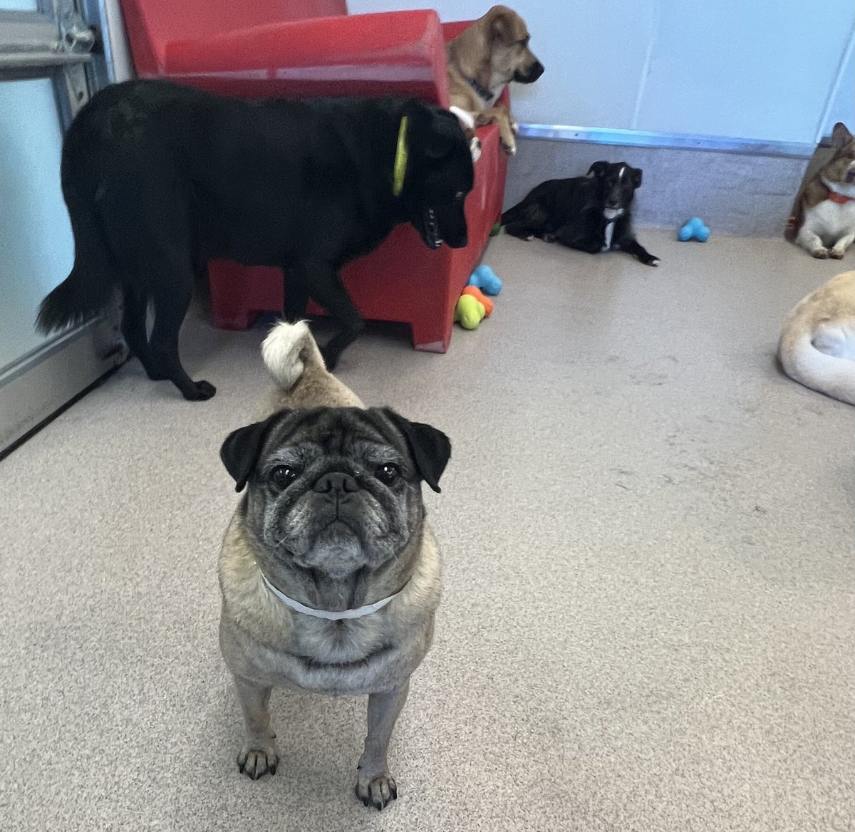 Doggie day camp is the best! #pugsoftwitter #puglife #pug