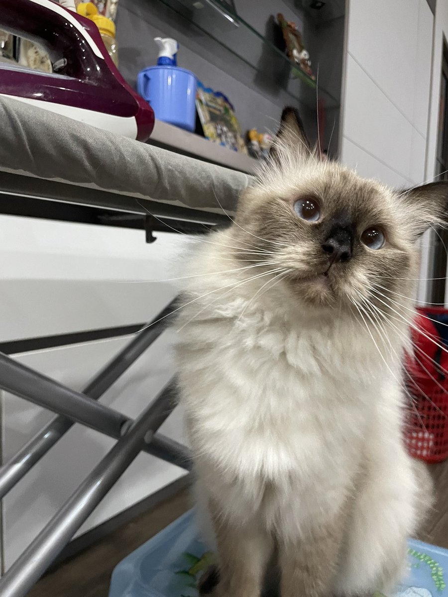 simjaeyunpov's tweet photo. meow https://t.co/3w3mVBN6dc