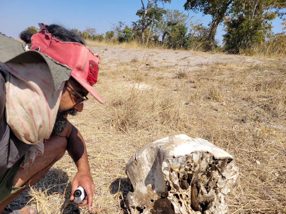 nomadstrails's tweet photo. Seen this huge bone in Botswana, I think  it belongs  to a lower part of skull of a young  elephant. But not 100% sure  🤔 https://t.co/7bdiAgK0V9
