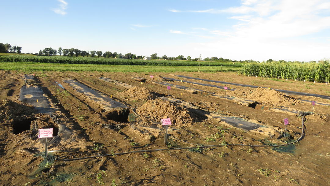 NWCH's tweet photo. @stephenlmeyers @JeanineArana13 @OrganicAgPurdue @VeggieGuan @Ingwell_vegIPM We had a unique opportunity to look at water distribution with drip irrigation thanks to the dye and digging expertise of irrigation educator Lyndon Kelley and grad student Brendan Kelley. https://t.co/Ut6oxrn73O