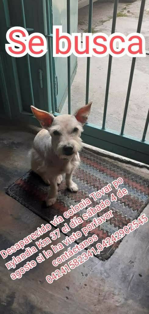 PerroUsuario's tweet photo. Su familia lo busca, vía Colonia Tovar, Km. 37 https://t.co/2V4QesiT0t