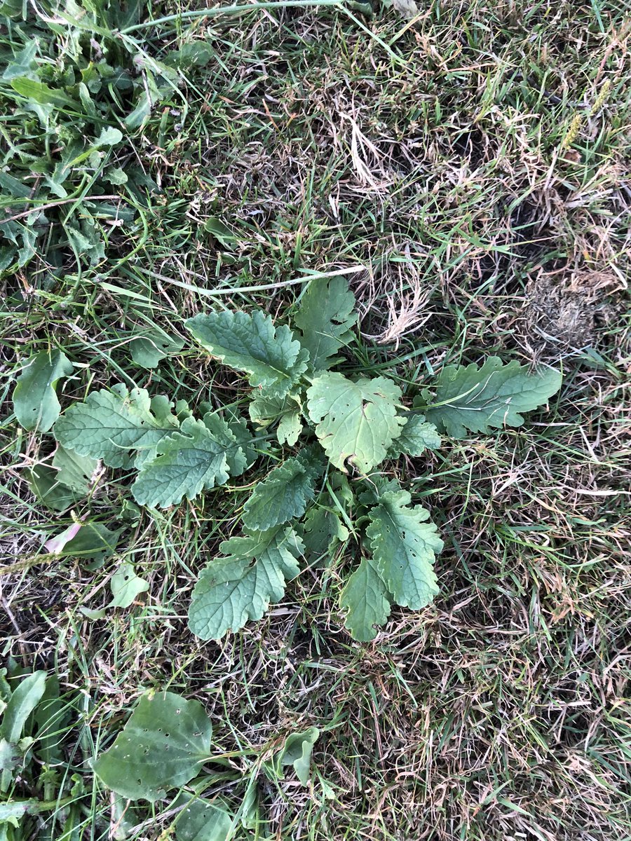 SBRMHM's tweet photo. Bermen en weilanden staan er vol mee! Het giftige #Jacobskruiskruid! Het vermenigvuldigd zich snel. Eenmaal in hooi verliest het zijn bittere smaak en geur. Voor grazers is dit kruid dodelijk! 
https://t.co/2J1NYpMdYf https://t.co/FmSIX9FUa7