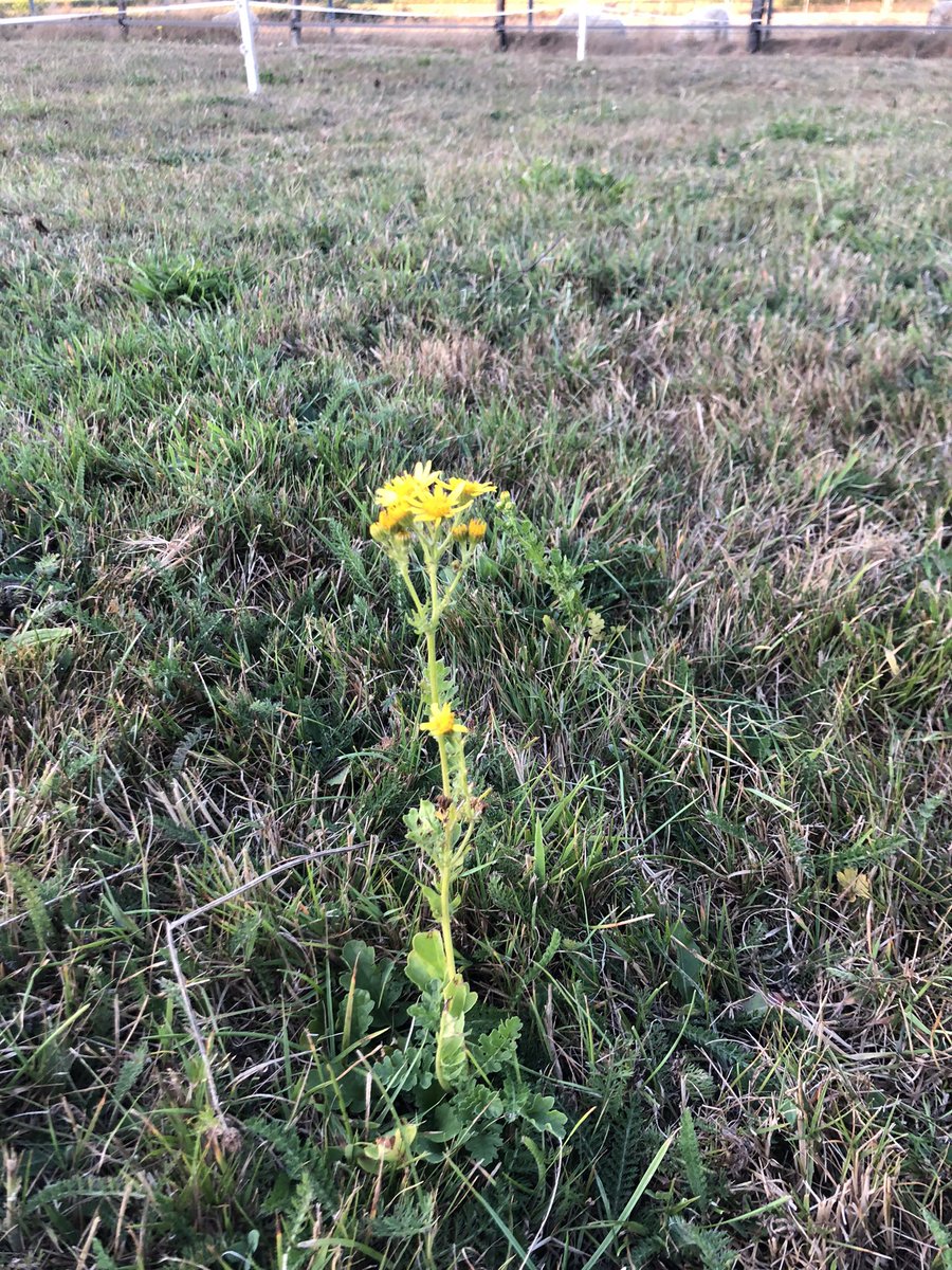 SBRMHM's tweet photo. Bermen en weilanden staan er vol mee! Het giftige #Jacobskruiskruid! Het vermenigvuldigd zich snel. Eenmaal in hooi verliest het zijn bittere smaak en geur. Voor grazers is dit kruid dodelijk! 
https://t.co/2J1NYpMdYf https://t.co/FmSIX9FUa7