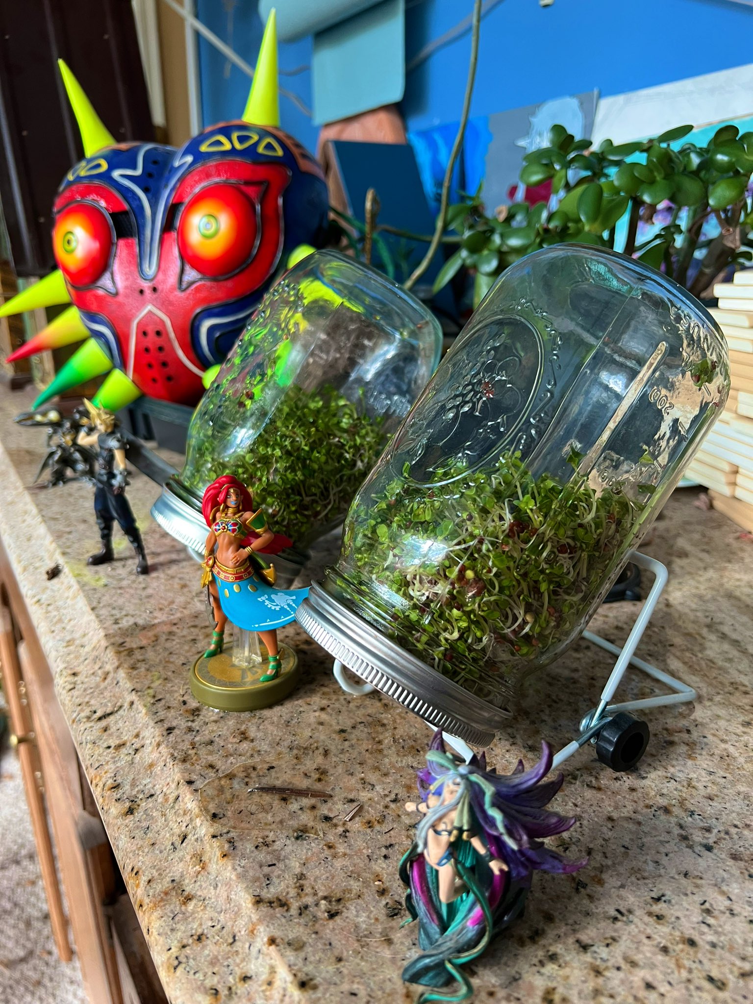 Philip Hartshorn on Twitter "I’ve been growing broccoli sprouts and
