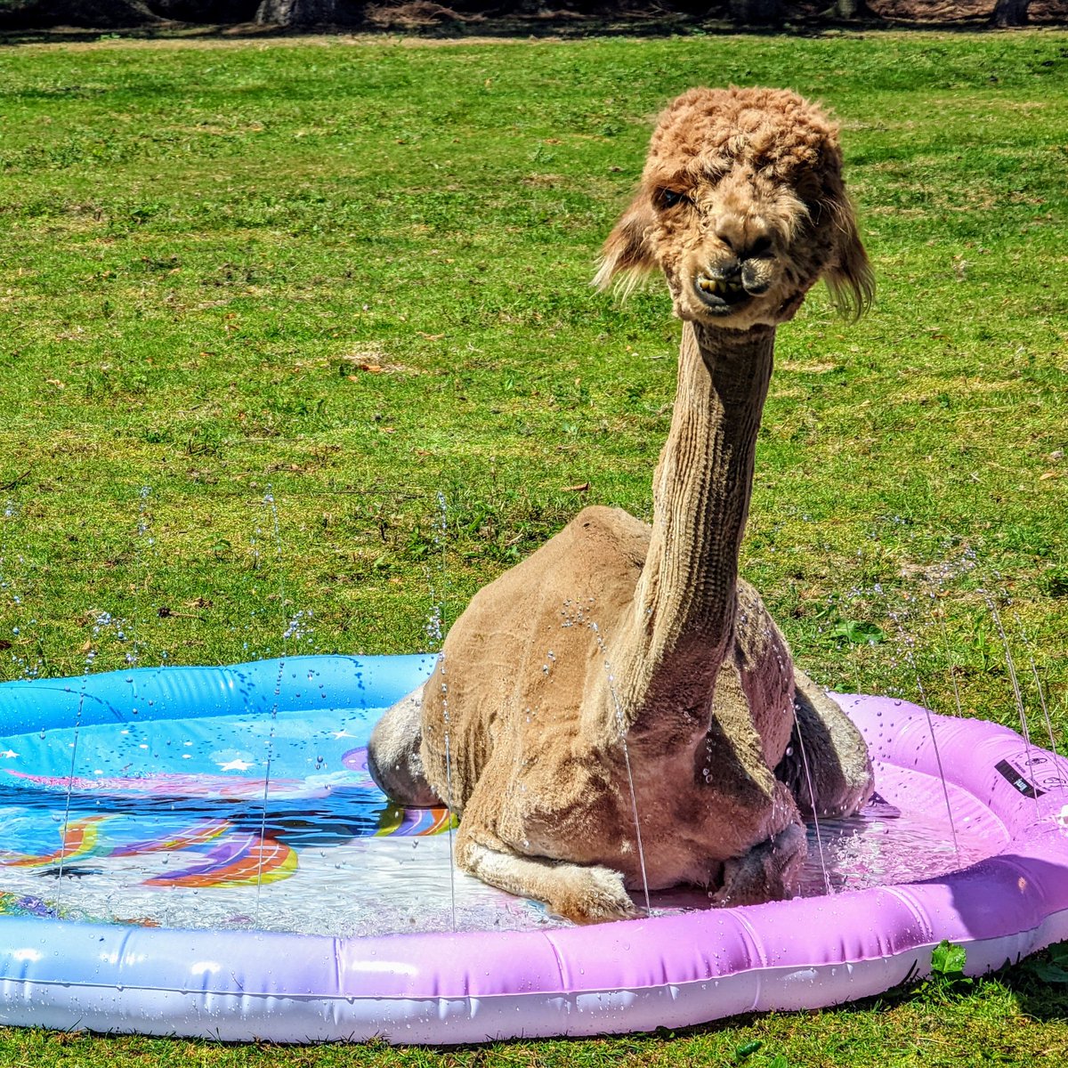 eastermark's tweet image. 40k ride in the evening with 30 degree heat. I think Titan had a better idea #PharmacyActive #alpaca #PaddlingPool