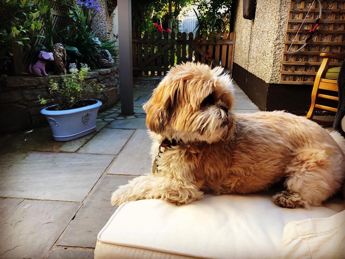 Aladinsane40's tweet photo. 5yrs ago today I was told I’d Prostate cancer &amp; my wife brought this little fella into my life, he’s stayed by my side, looked after me &amp; makes me smile 😊 #MrButtons #prostatecancer #cancer https://t.co/gMoYzoaBBX