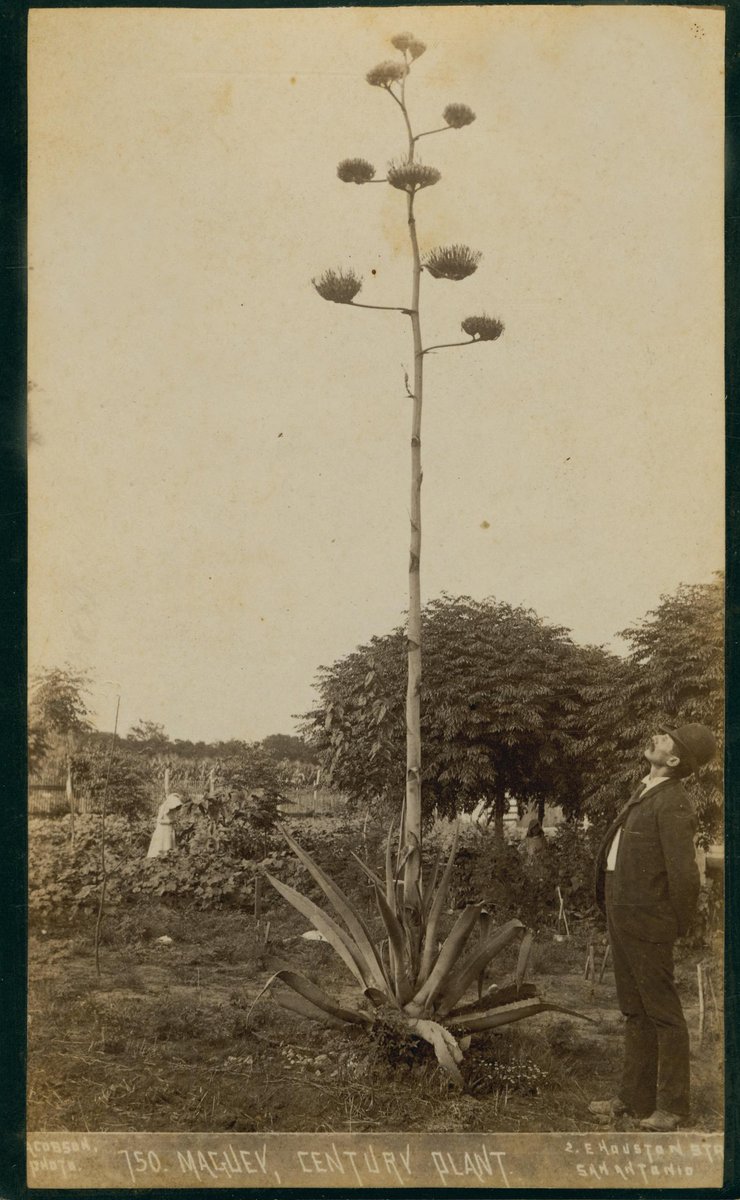 TracesofTexas's tweet photo. A man in San Antonio looks up at an agave flower, 1889. I love so many things about this, especially the man's dapper hat, the bonnet on the woman in the background, and that great agave. Agaves are my spirit plant. From the Austin History Center via the Portal to Texas History. https://t.co/MDO16f1Nym