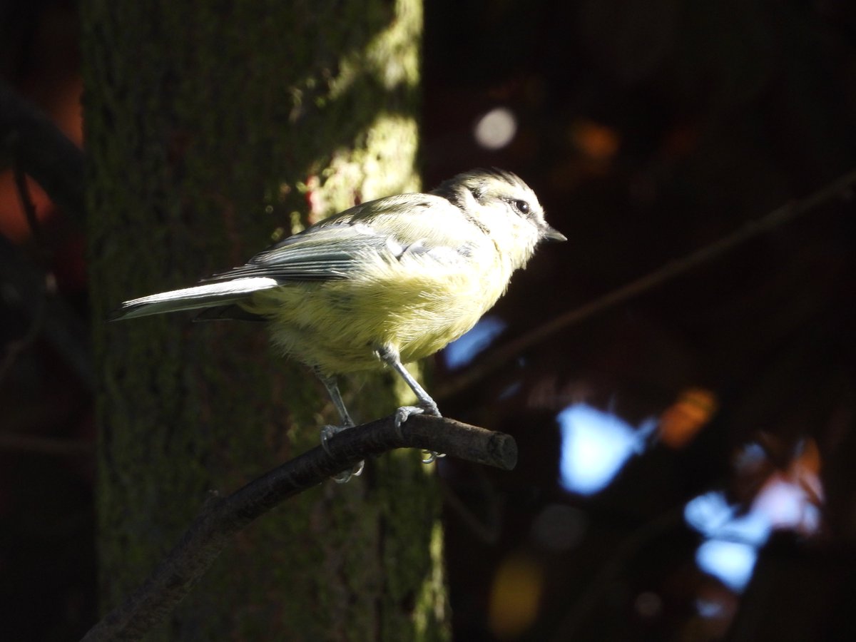 HeikoEpperlein's tweet photo. Blaumeisen in der Abendsonne 
#TwitterNatureCommunity #TwitterNaturePhotography #BirdsSeenIn2022 #birds #birdphotography #birdwatching #nature #NaturePhotography https://t.co/1jnn2Wlduv