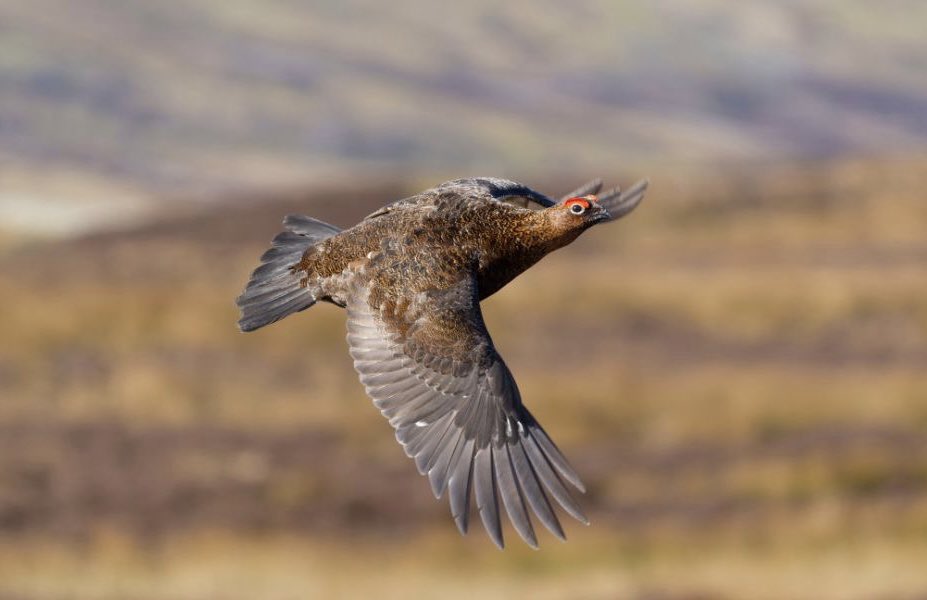 SCSTG's tweet photo. Tomorrow is the Glorious Twelfth and marks the start of the game season. 

If you are lucky enough to be out on the moors this season, shoot straight, stay safe, and above all remember the thank yous to those who work tirelessly to manage our moorlands. https://t.co/9hhJkHGXwA