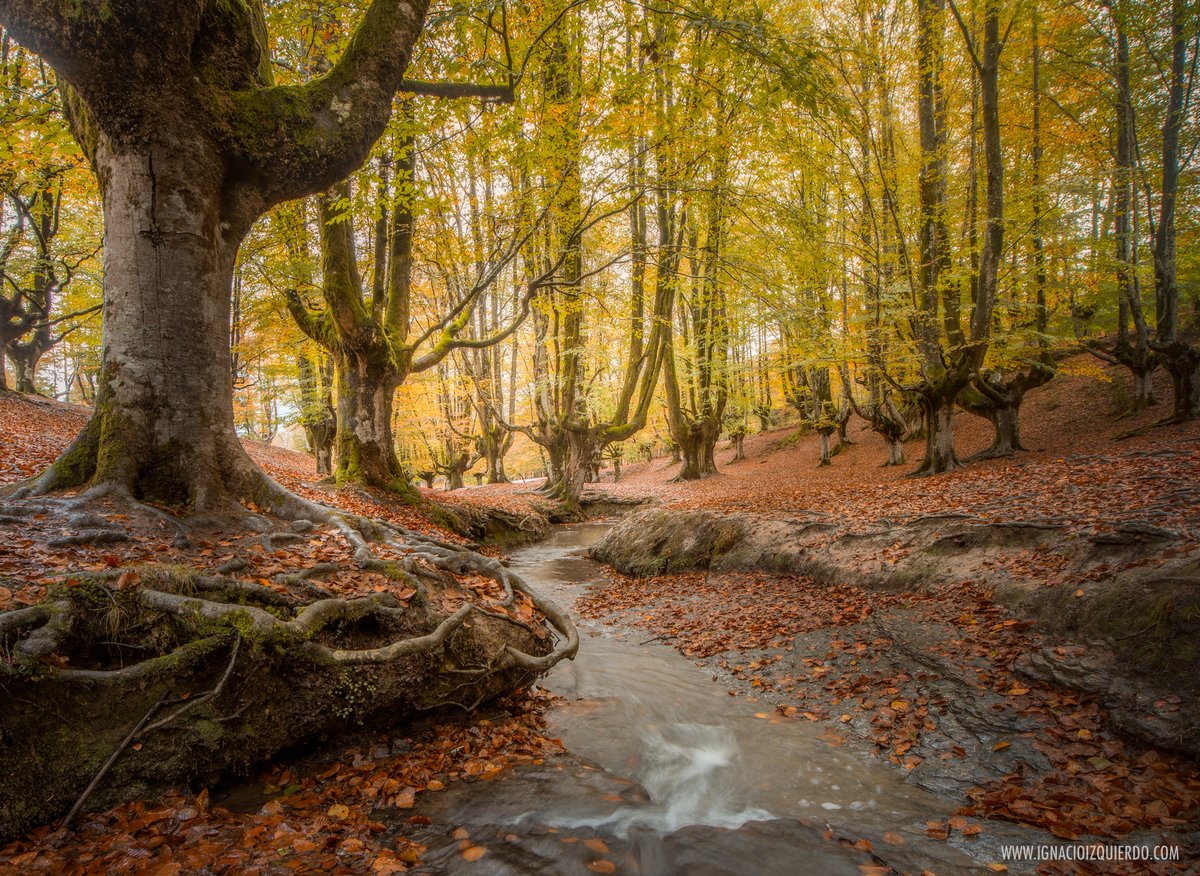 Otzarreta, el diminuto bosque de hayas, reino de magia, tierra de duendes y elfos. 

Uno de los rinconcitos imprescindibles del Otoño vasco.

ignacioizquierdo.com/blog/2022/08/o… 

(Y otro lugar maravilloso al que me llevó @divcreativo)