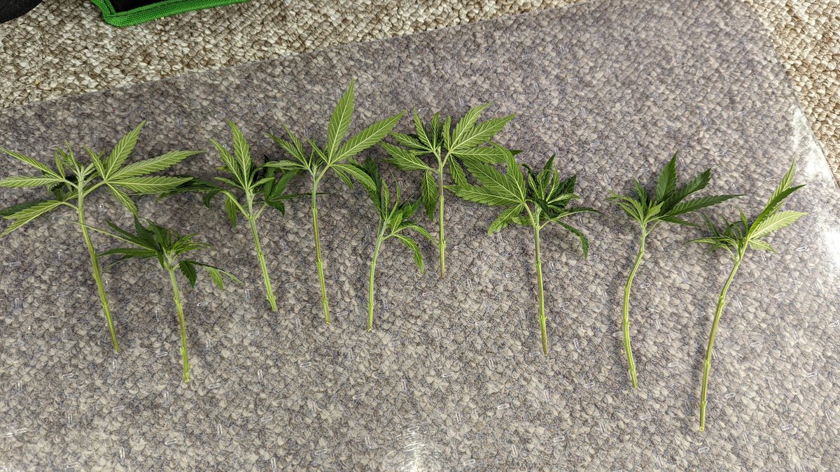 TempleGrower's tweet photo. Always feels shit tossing out cuttings like this. Sad. These Romulan x Romulan Kush would make excellent clones too. No room though.. ah well. I wish I knew more #local growers 😪.🌱

#GrowYourOwn #CloneYourOwn #ShareYourOwn #Cannabis https://t.co/0Djx12B0bG