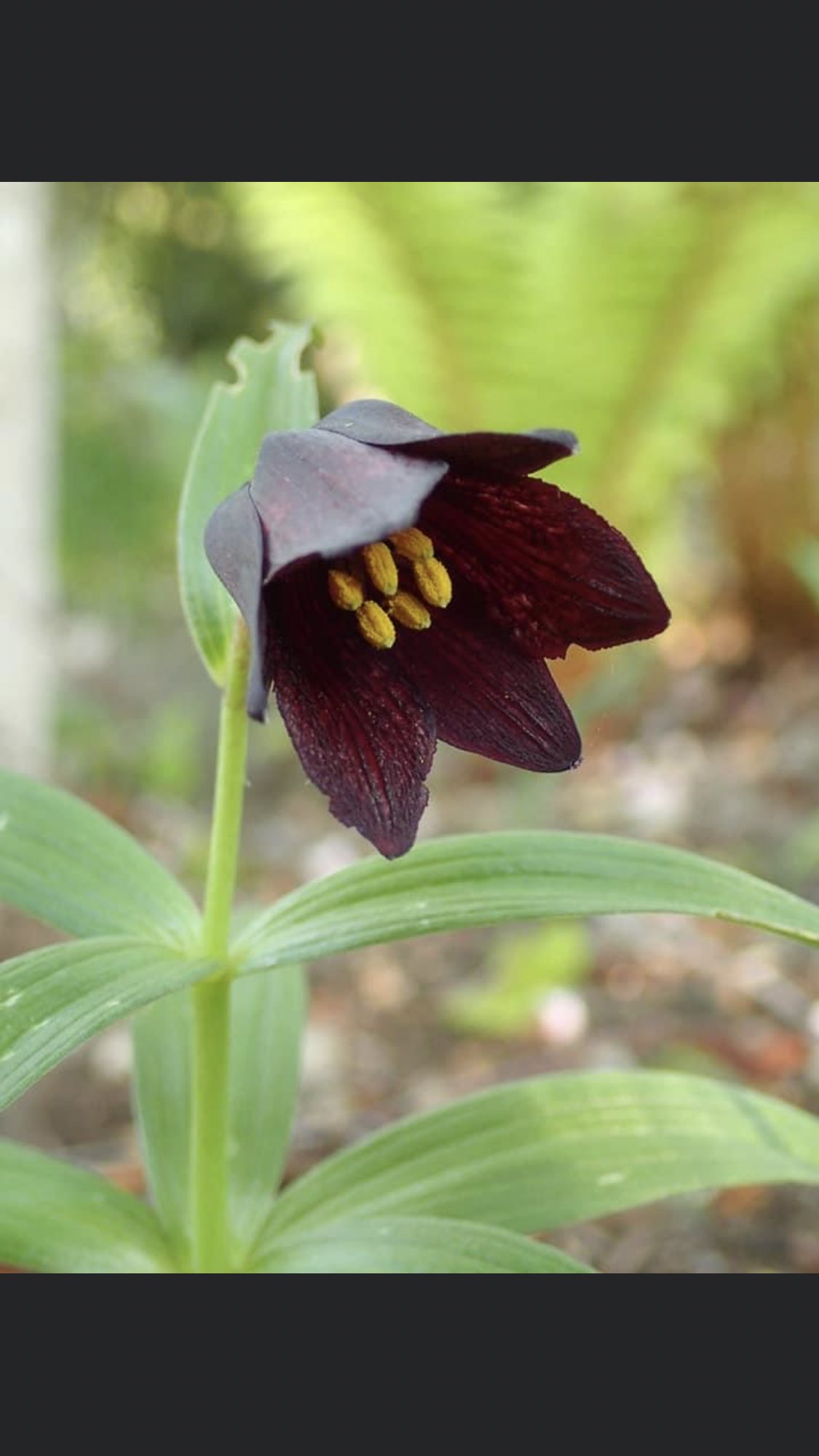 やぴin The House 8月12日 金 おはようございます 今日は 明治26年今日 小学校儀式唱歌歌詞並楽譜が布告され祝日などに 君が代 などが定められた事にちなんで 君が代記念日 今日の誕生花は クロユリ 花言葉は 恋 皆様にとって安全で笑顔