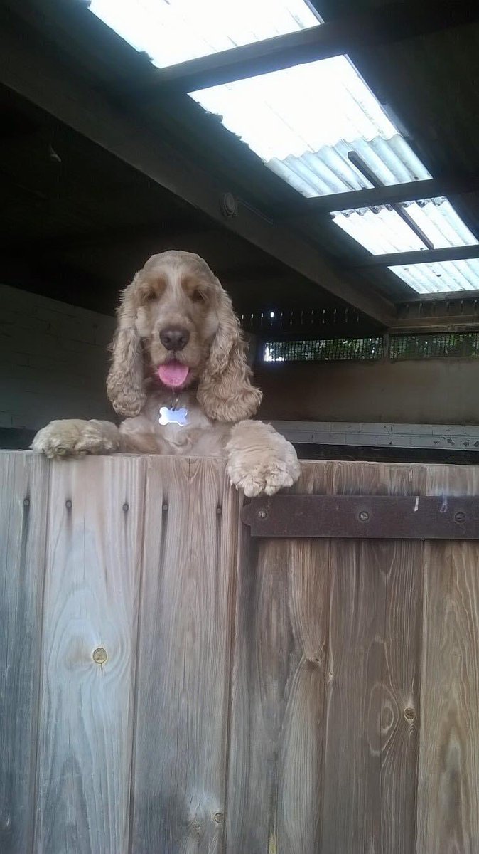 Humfthecocker's tweet image. #ThrowbackThursday 

I loved da stables