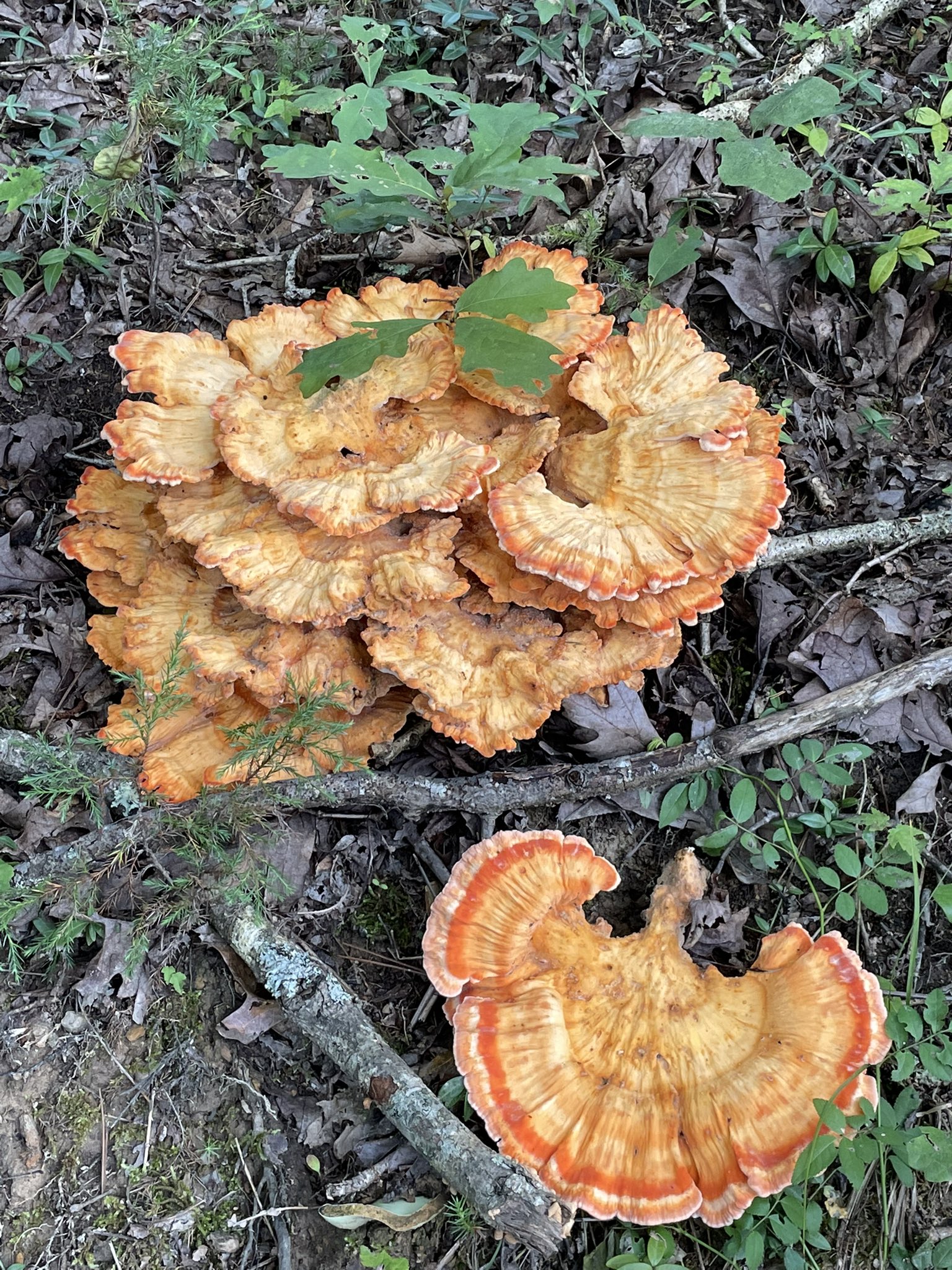 Winifred Farms Chicken Of The Woods Is An Edible Mushroom But I Found It Too Late T Co Tu2hv797fx Twitter