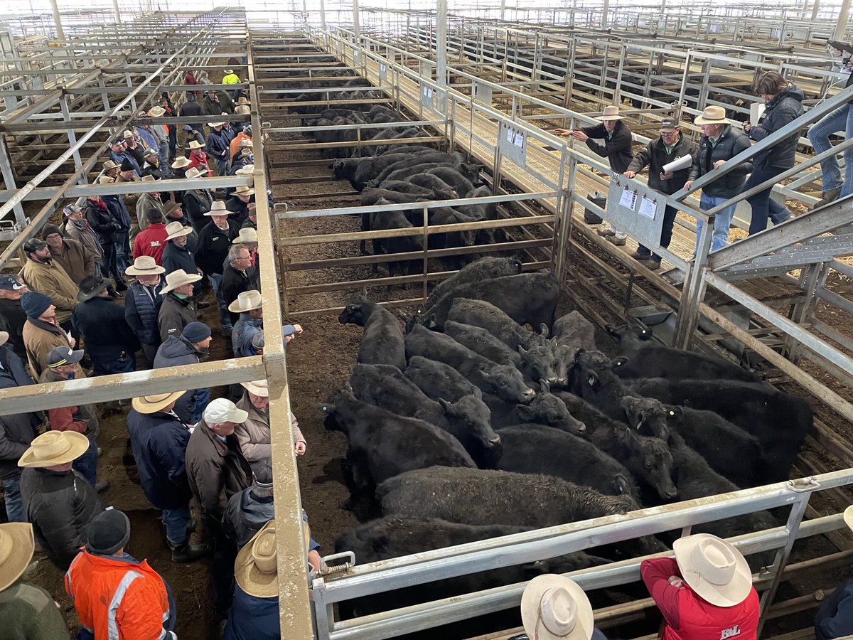 KBaileyMarkets's tweet image. There’s about 1100 head at the ⁦@CTLX_Carcoar⁩ store cattle sale today.