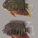 All species of Cichlids (Family Cichlidae) found in Australia have been introduced – largely by way of release of captive stock. 

Of the 12 species currently found in Qld, 10 are found in the Burdekin Dry Tropics NRM region. They've been recorded in the Ross River system. 